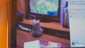8 ЛАЙФХАКОВ ДЛЯ КОТА! от СЛИВКИШОУ