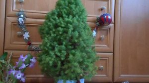 Ель в горшке: уход за новогодней елью коника в домашних условиях