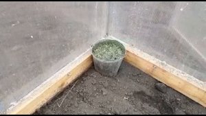 Азотное удобрение из крапивы. Супер удобрение своими руками. Настой из крапивы.