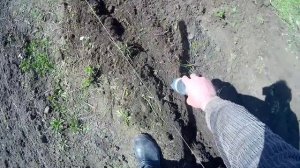 Смешанные посадки   укроп и капуста