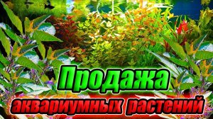 Рыборазводня как бизнес! Распродажа аквариумных растений