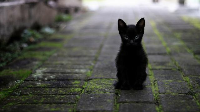 Как кошка ведет себя на своей территорий смотреть онлайн