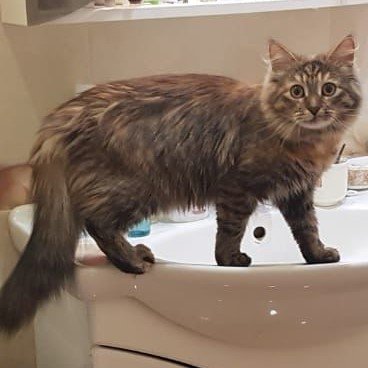 ГРЭЙС - УНИЧТОЖИТЕЛЬ БУМАГИ!!! смотреть онлайн