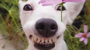 Самый улыбчивый собакен