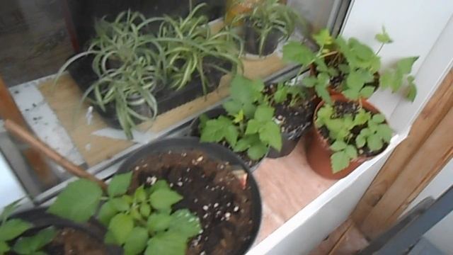 Летняя или ремонтантная малина в средней полосе России - за и против. смотреть онлайн