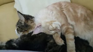 Котик мейн кун спит- храпит