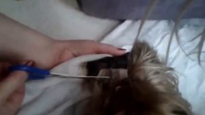 Роды собачки. Порода мини йорк  (йоркширский терьер) 2015/2020