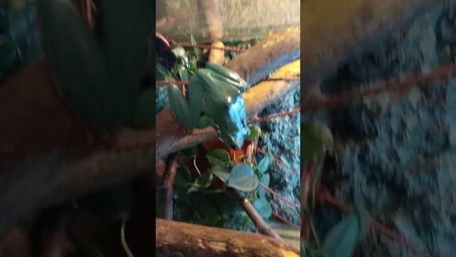 Гигантский зеленый веслоног (Rhacophorus dennysii) часть первая смотреть онлайн