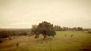 Rhythm of Mankind & Nature - Beautiful Oak Tree