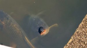 Парк Мадуродам  (Гаага, Нидерланды) город в миниатюре/Niderlande