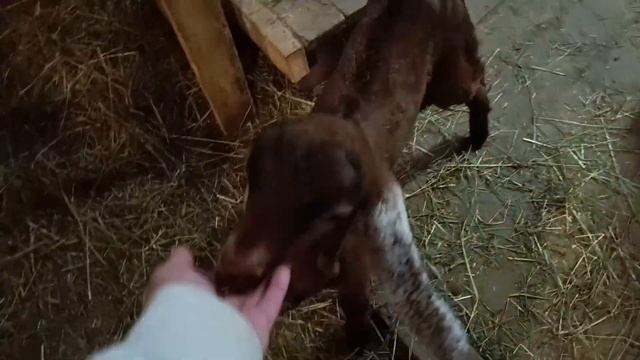 Молодой и красивый ищет гарем ???Козлик на продажу Ярославская область 8-916-363 39-13Ватсапп