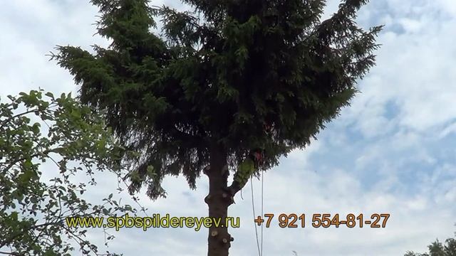 СПИЛИТЬ ДЕРЕВО БЕЗОПАСНО Лен. обл. СПБ смотреть онлайн