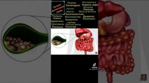 желчегонные травы