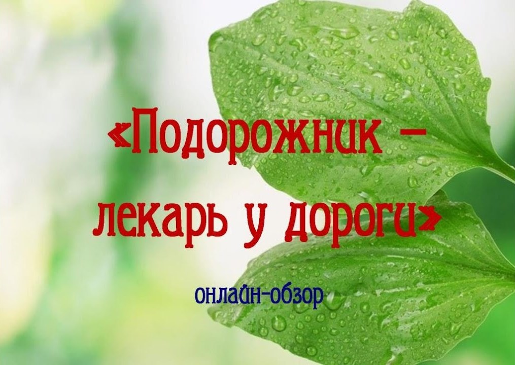 Онлайн-обзор «Подорожник — лекарь у дороги»