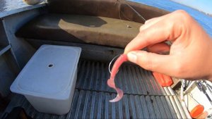 Окунь на отводной, 3кг за пару часов на Ф.З. Показываю резину которая работает. Рыбалка от 02.10