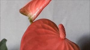 Антуриум Пинк Чемпион (Pink Champion)