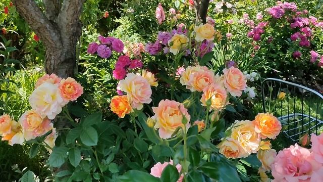Как создать красивый розарий.  Гармоничные сочетания роз.