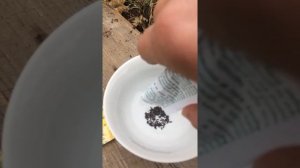 СТАТИЦА!обзор,посадка и уход!Неприхотливый кустарник!