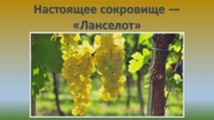 Ланселот виноград.