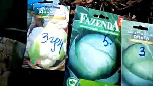 Посев поздней капусты