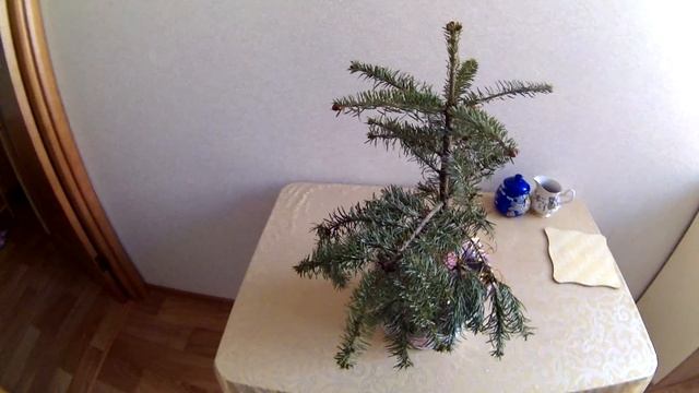 ЁЛКА В ГОРШКЕ (ПИХТА) ВЫЖИВЕТ ЛИ В ДОМАШНИХ УСЛОВИЯХ смотреть онлайн