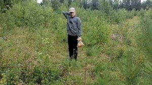 Грибы в лесах Удмуртии