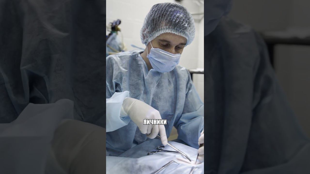 Стерилизация кошки Баси #ветеринария #стерилизация #кастрация #ветеринарнаяклиника #животные #кошка смотреть онлайн