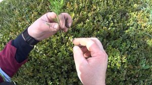 САМШИТ (БУКСУС - BUXUS). Размножение черенкованием. Промежуточные результаты.