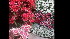 ГВОЗДИКА  (DIANTHUS)  сем. Гвоздичные