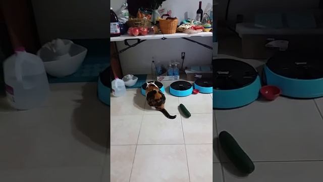 Coconut vs. Cucumber (resp. to cats vs. Cucumber)