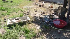 уход за гусями в домашних условиях