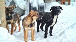 Бездомные щенки замерзали и голодали на улице | Им нужна еда и дом | Rescue of homeless puppies