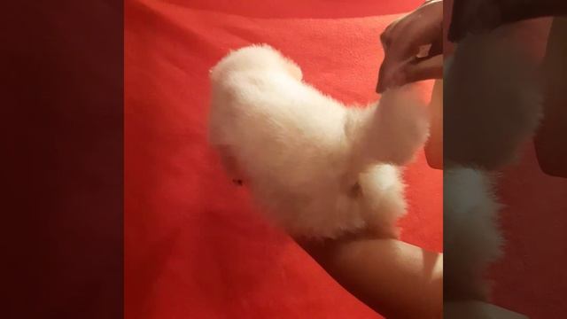 Белоснеснежные померанцы!!Документы РКФ Клеймо РКФ Привиты.Тел.89190786389 ВЭТСАП