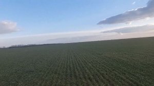 Переросшая Озимая пшеница возле Геническа перезимовала?. Ранние сроки посева рулят?