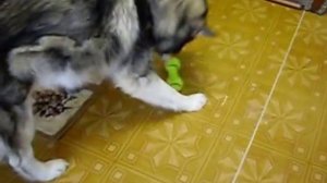 Аляскинский маламут - Поет песню!