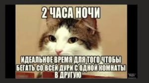 Мемы с котами ?