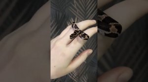 Маисовый полоз в продаже