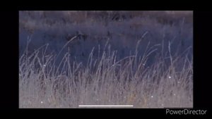 Музыка рассказывает обо всем  Музыка, 5 класс