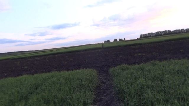 Ячмень яровой, сорт Маргрет 03.06.19.  Сроки сева.