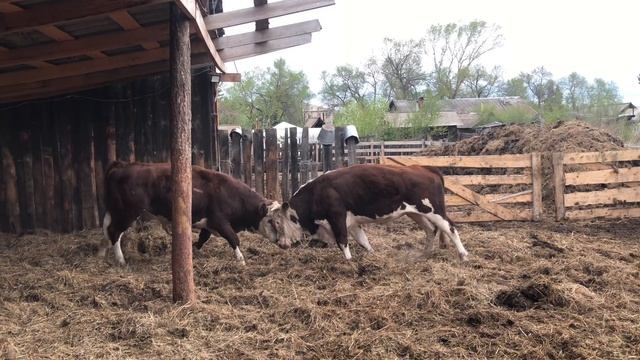 Сдал бычков на Мясо ! Что купить ? смотреть онлайн