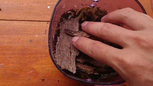 MEDIA TANAM YANG TEPAT DAN MURAH UNTUK ALOCASIA VIVIPARA - REMUSATIA VIVIPARA - DENGAN KULIT KAYU смотреть онлайн