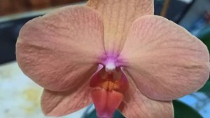 Орхидеи фаленопсис, сходства и отличия  Phal. Golden Brick или Пьяченца (Piacenza)  и  Golden Fish