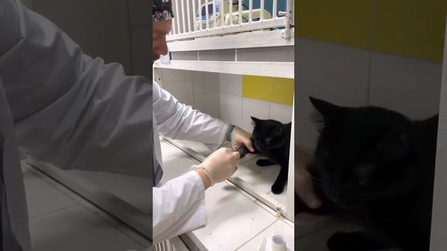 Как поставить внутривенный катетер кошке без помощи смотреть онлайн