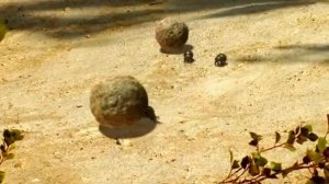 Жук навозник 2