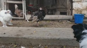 ОБЗОР Кур породы БРАМА ( Колумбийская). Также видео о прошлом..