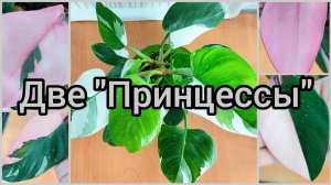 #Филодендроны ?Как добиваюсь яркого окраса?Совместная #посадка Розовая принцесса?Белая принцесса