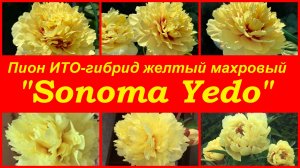 Пион желтый махровый ИТО гибрид "Sonoma Yedo"