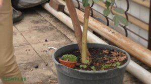 Псидиум, или Гуава, устар  Гуйава - фруктовое дерево в доме.