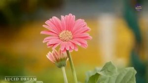 Музыка Природы! В этой нежной мелодии есть всё, чтобы просто расслабляющий музыкальный