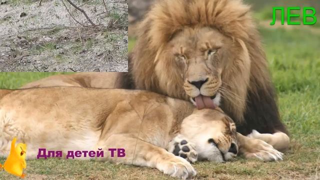 ЗВУКИ ДИКИХ ЖИВОТНЫХ - ОБУЧАЮЩИЕ ВИДЕО ДЛЯ ДЕТЕЙ И МАЛЫШЕЙ смотреть онлайн